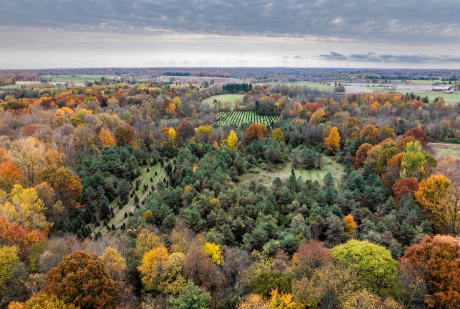 Aerial of the 80-acre tree farm in fall color