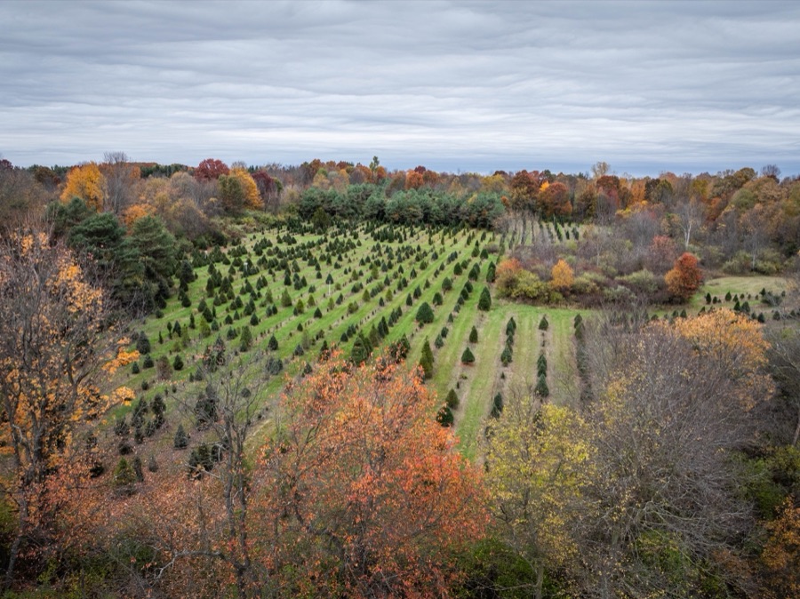 Christmas tree planting blocks from above