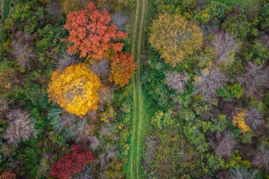 Fall color and a farm lane from above