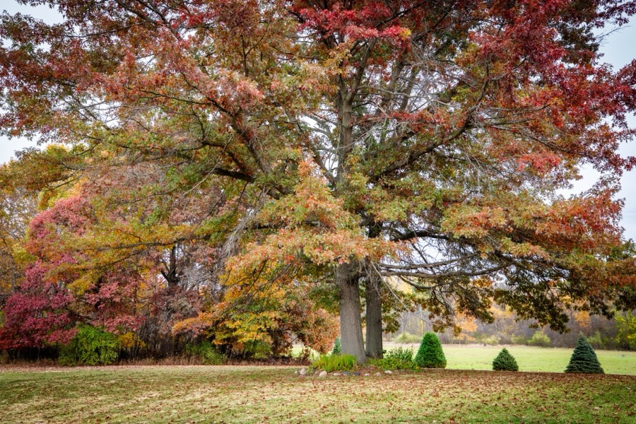Red oak in fall color