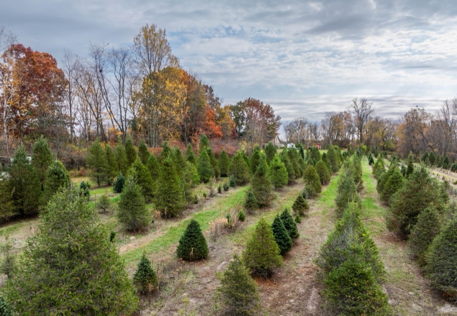 Rows of Christmas trees