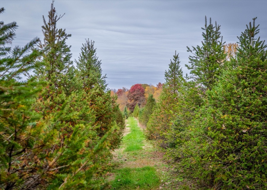 Christmas tree rows at ground level