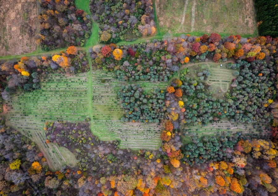 Planting rows straight down from above