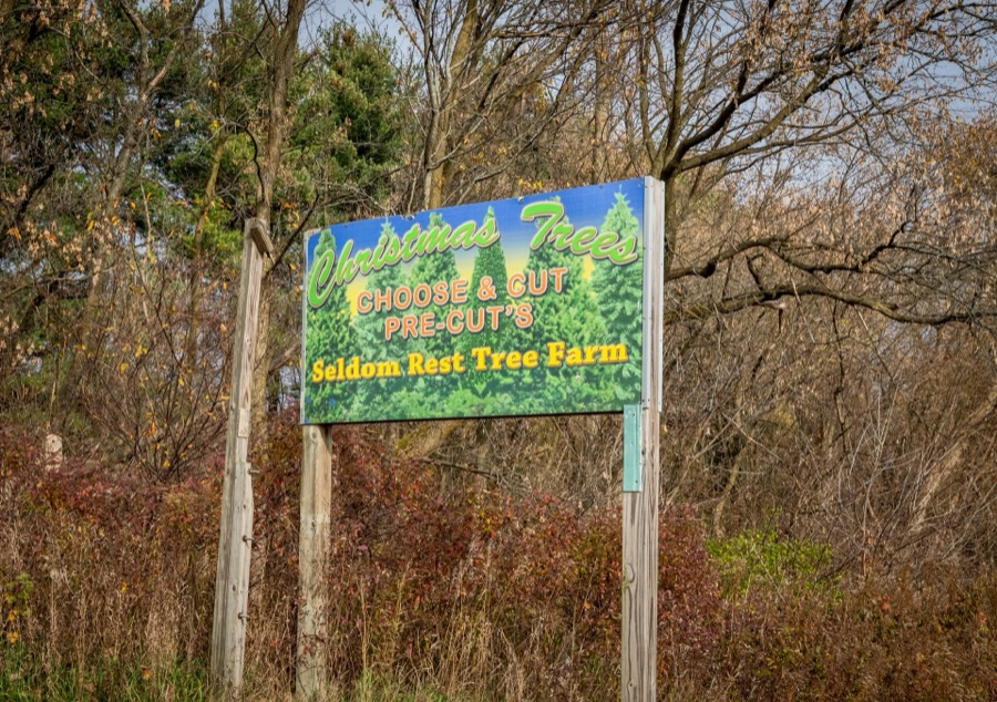 Seldom Rest Tree Farm sign at Stanley Road